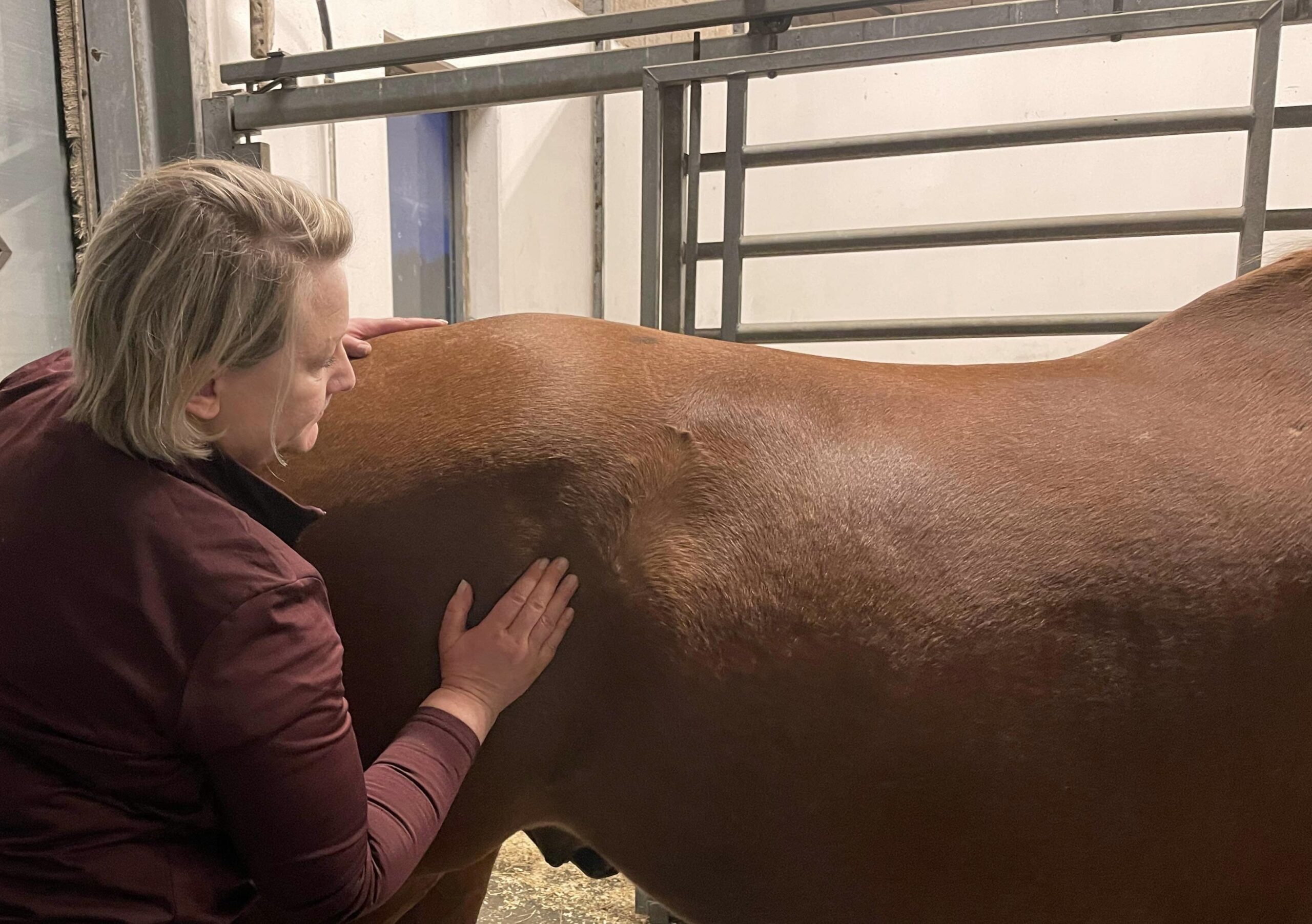 Afspænding af Tensor Fascia Latae, hvor musklen hæfter på lårbenet. Her arbejder jeg fx, hvis hesten kaster bagbenet udad i fremadgående bevægelser eller hvis den viser modstand i sideførende bevægelser.
