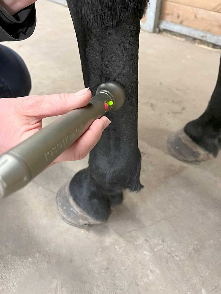 laserbehandling af seneskade på hest